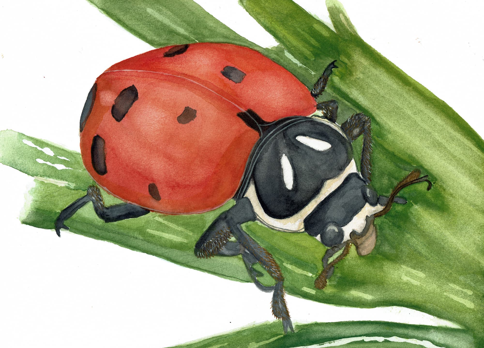 Catarina convergente