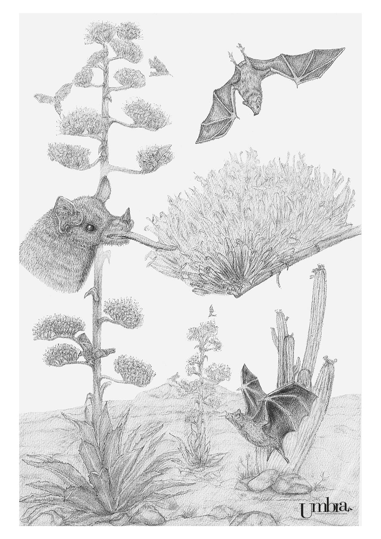 Tzincantli almas del Maguey